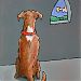 Chateau Dog